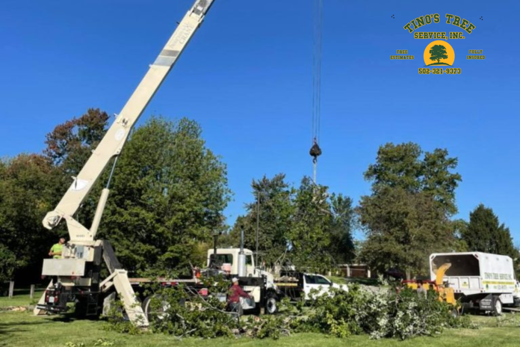 A large white crane from Tino's Tree Service, Inc. lifting heavy tree limbs over a residential yard in Louisville, Kentucky. The scene shows a professional tree crew, a support truck, and a wood chipper working together under a clear blue sky.