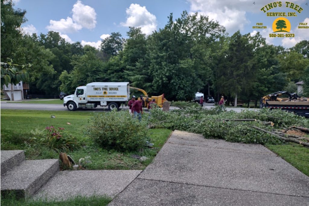 Local Tree Service Company in Louisville, KY