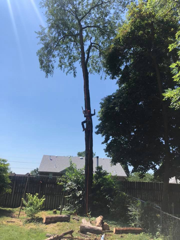 Trusted Local Louisville Arborists