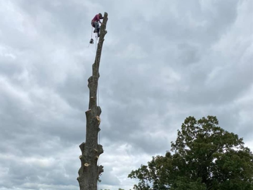 Tree Service Near Pigeon Fork Baptist Church