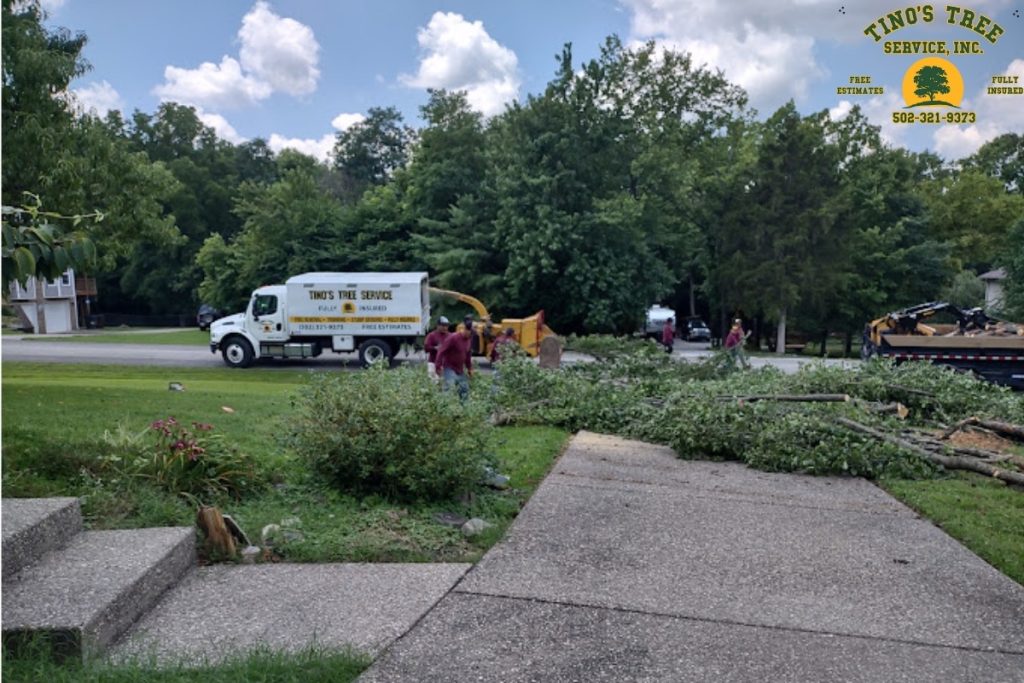 Tree Service Near Shelbyville Country Club
