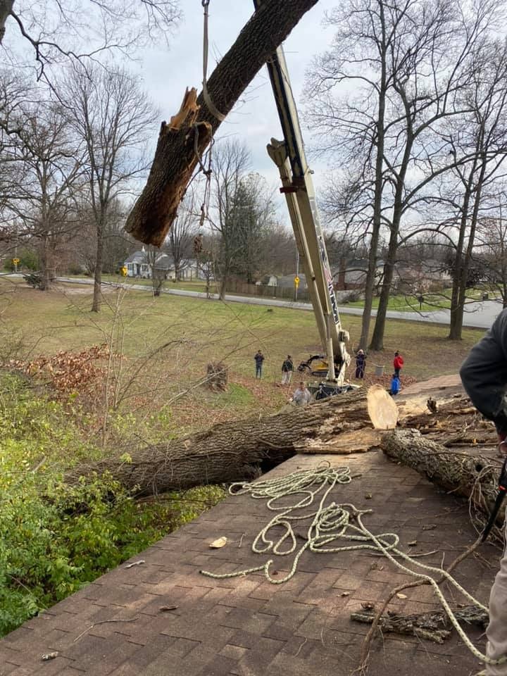 Tree Service Near Cornerstone Christian Academy Shelbyville, KY
