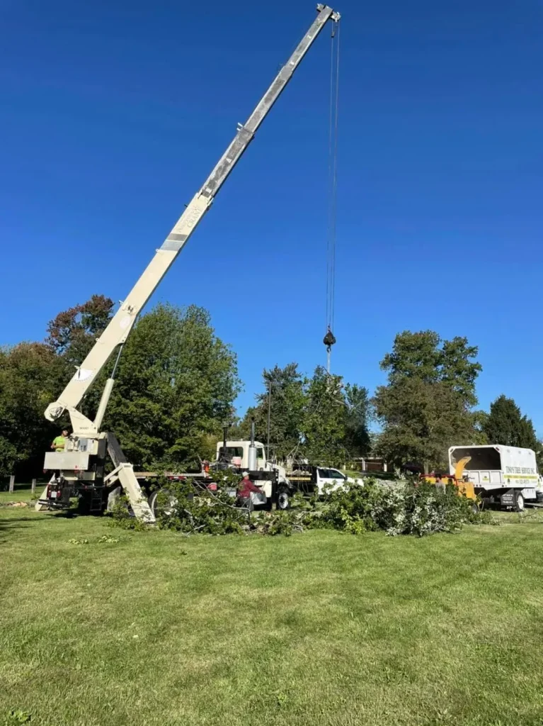 Tree Service Near UofL Health – Shelbyville Hospital, Shelbyville, KY