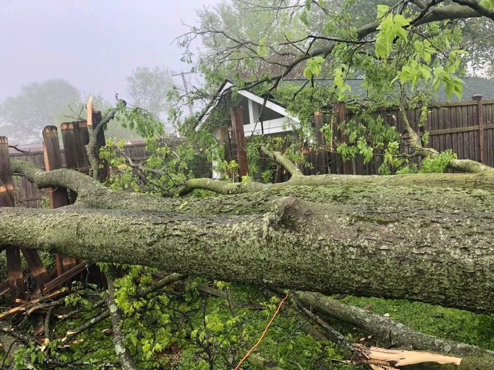 Tree Service Near Carriss's Grocery